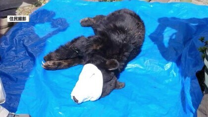 「クマがレストランの敷地にいる」道向かいの住宅の庭に　麻酔で眠らせ捕獲、駆除　体長約1メートル10センチ　4月30日の夜にも出没「ガーって外から。怖かった」　長野・原村