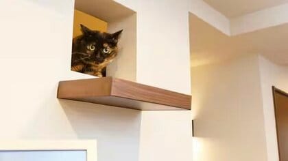 “愛猫と暮らす家”はどう作る？設計士が教える猫ファーストかつ飼い主が見落としがちな空間作りのポイント