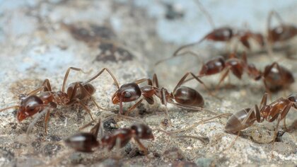 伊丹空港で“アルゼンチンアリ”の繁殖確認…「巣はスーパー大家族」専門家に聞いた生態と懸念
