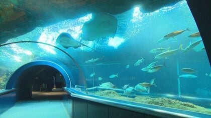  光熱費高騰で“水族館”大ピンチ…「生命維持に必要」電気代は３割増　ギリギリの節電に限界も【新潟発】