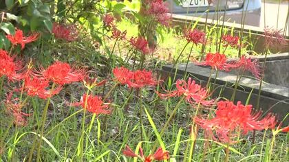 ヒガンバナが秋の訪れ告げる