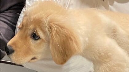 まるで“この世の終わり”？風呂嫌いな子犬が勘違いして諦め切った表情に…どれくらい苦手なのか飼い主に聞いた