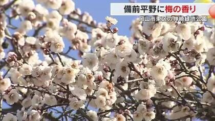 備前平野に早春の便り…岡山市東区の梅園で約３５０本のウメの花見ごろ　２２日にはまつり開催【岡山】