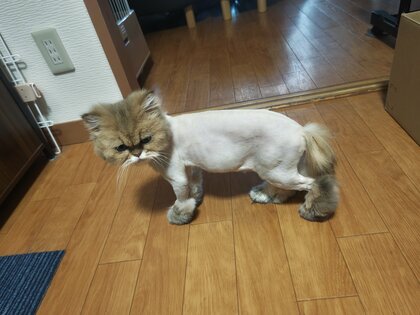 術後、再び丸刈りに