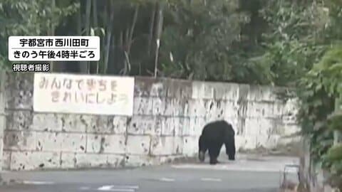 宇都宮市でクマ目撃相次ぐ　商店街の防犯カメラに逃げる人の様子「早く行っていたら死んでいたかも」　小中学校が休校に