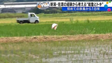 能登でのトキとの共生の課題とは？　佐渡では44億円の経済効果