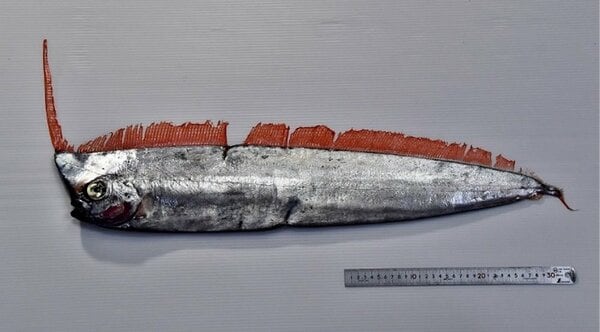 リュウグウノツカイより珍しい」 謎の深海魚“アカナマダ”を富山県沖で