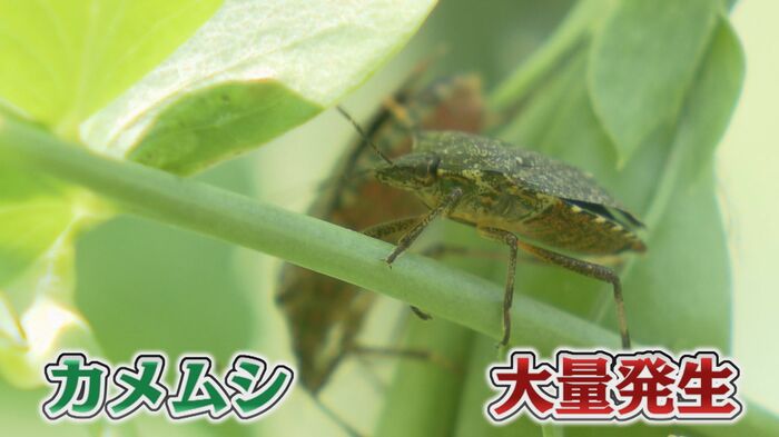 全国で異常発生しているカメムシ