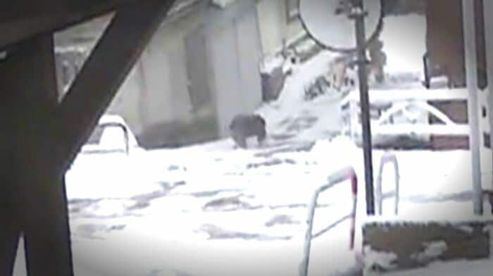 その後、走り去るクマ