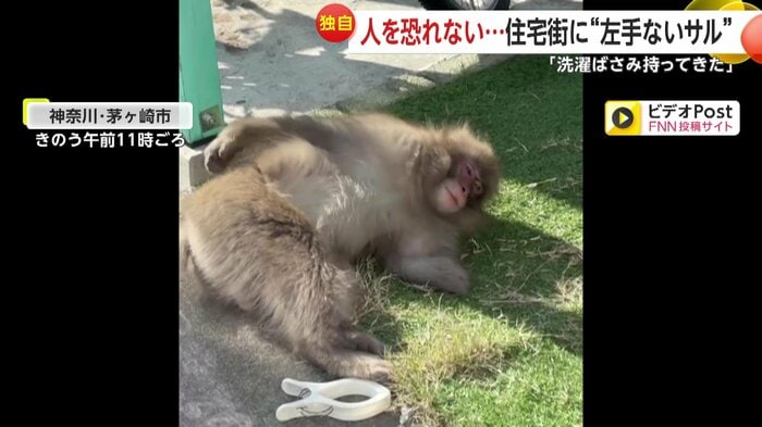 右手でお尻をかく猿