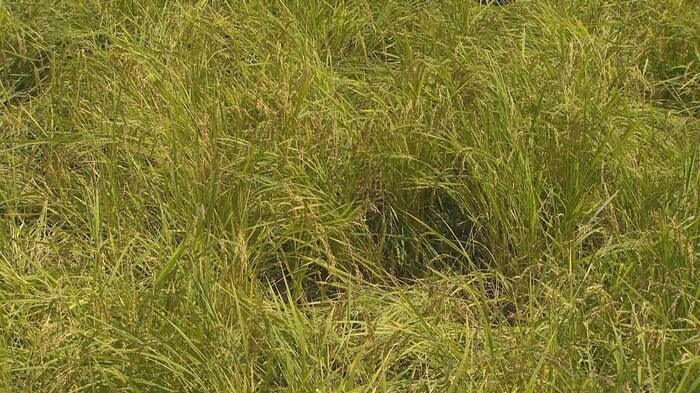 野生動物による被害