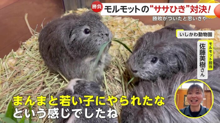 「まんまと若い子にやられたなという感じでしたね」と話す佐藤美樹さん(提供:いしかわ動物園)