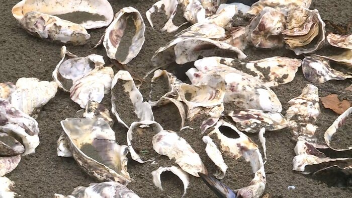 中身のないカキ殻が砂浜に散乱 非常に景観を損ねている