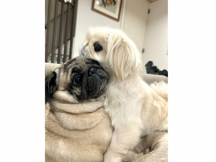 横綱ちゃん(左)と小結ちゃん(右)