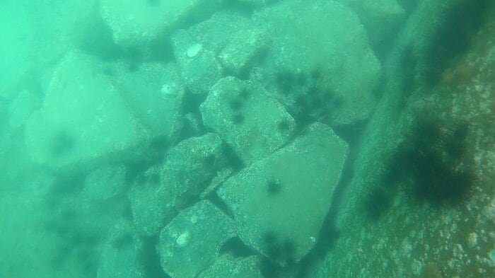 海藻が消えて岩場が露出