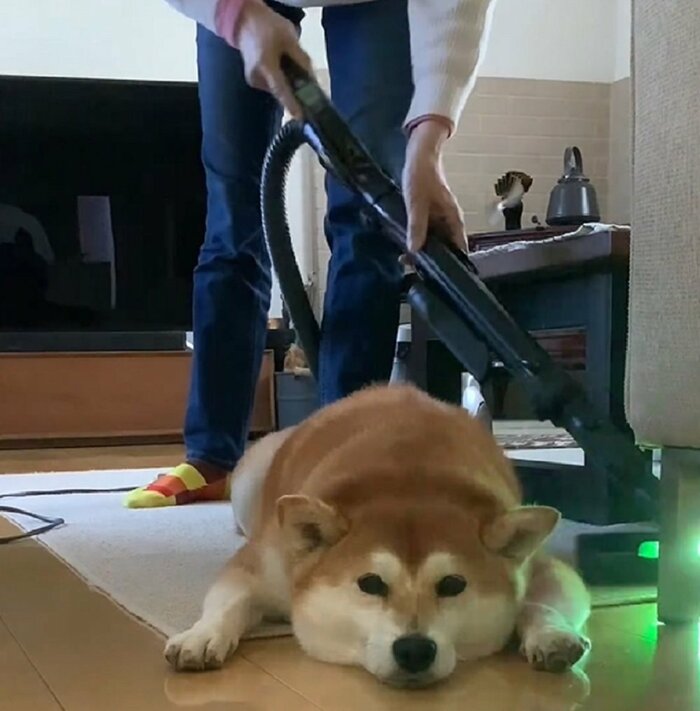 真横を掃除機がけしても気にしない茶々丸ちゃん