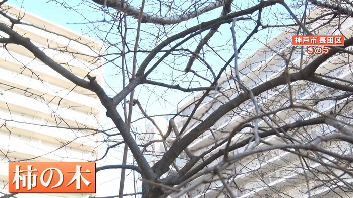 中村さんが自宅近くから移植した柿の木