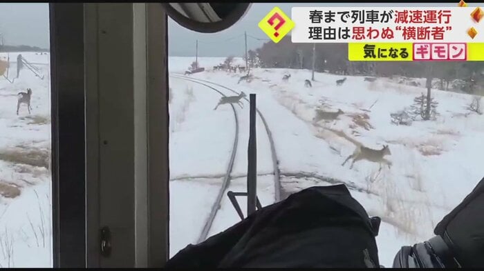 次から次へと横断していく