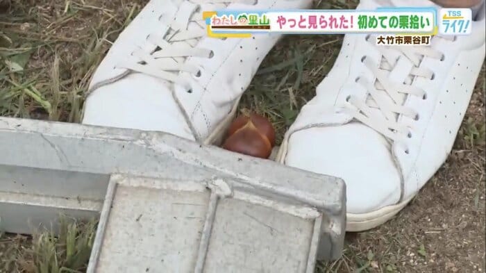 靴の裏でイガを開くと、中からつやつやの栗が！
