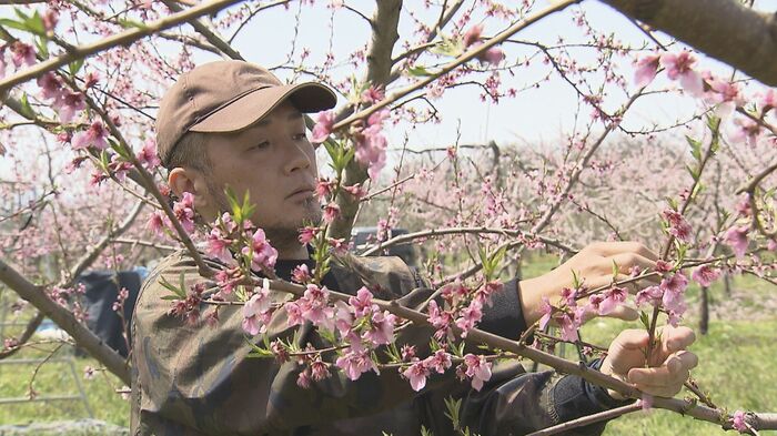 岩本さんは桃農家
