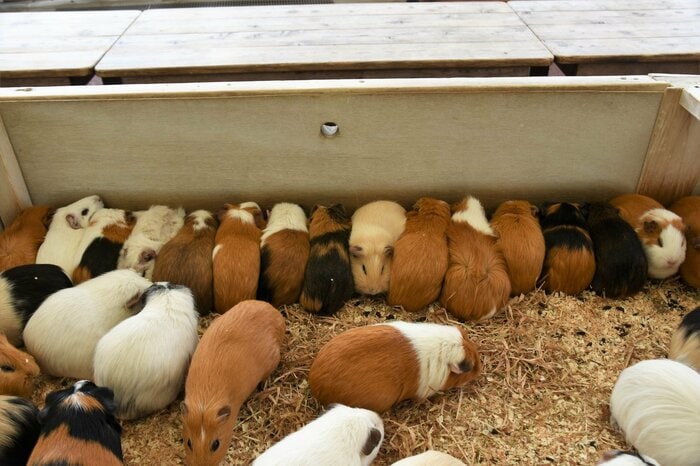 画像提供:公益財団法人東京動物園協会