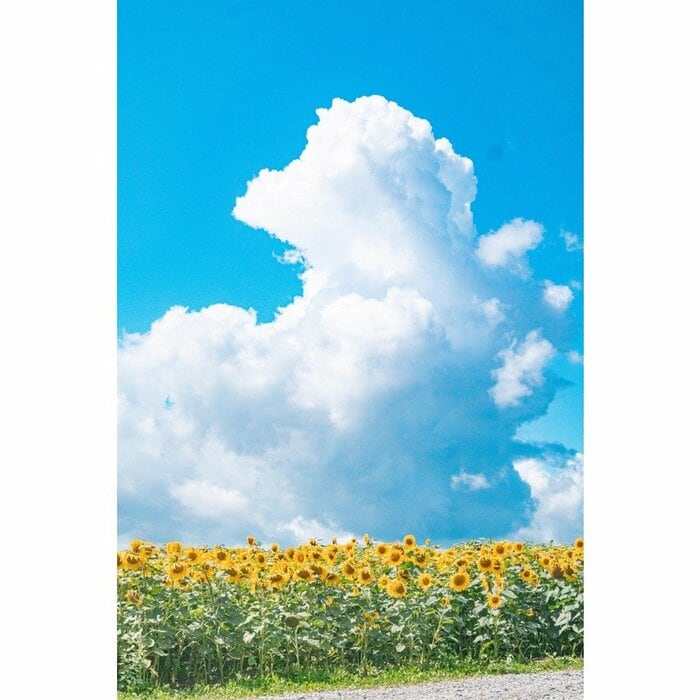 北海道北竜町(2024年8月撮影)