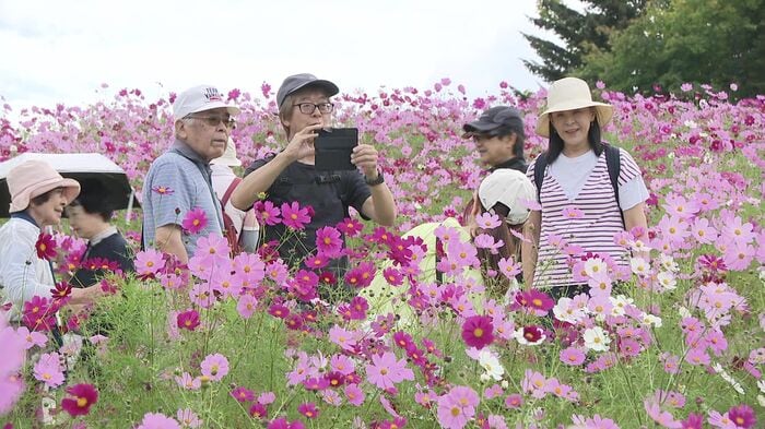コスモスフェスタを楽しむ来園者
