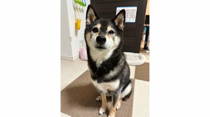 あずきちゃん
