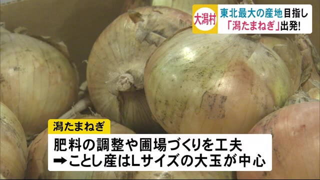東北最大のタマネギ産地を目指して 「潟たまねぎ」出発! 秋田・大潟村
