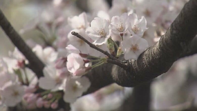 伐採される運命にあった8本の桜…一人の住民の歌により生き永らえ今年も花を咲かせる【福岡発】｜FNNプライムオンライン