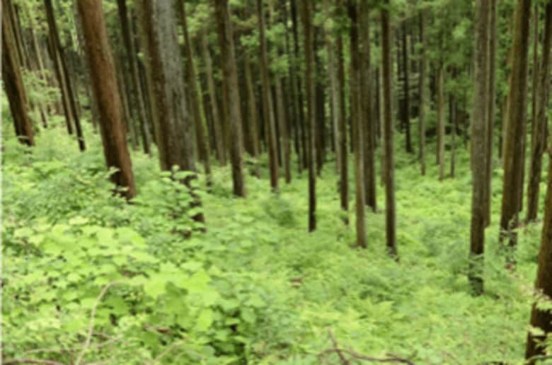 東京都の人工林で初となる森林由来J-クレジットを創出～東京都提供の航空レーザー測量データを活用した効率的なJ-クレジット創出モデルの実証～