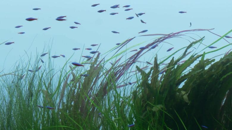 知られざる「真夜中の水族館」 水草を1本1本メンテナンス…&quot;夜のペンギンの様子&quot;も公開 AOAO SAPPOROの作業に密着 北海道札幌市｜FNNプライムオンライン