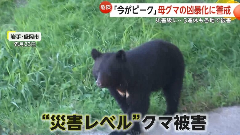 「国レベルの抜本対策が必要」3連休に13人目の熊犠牲者か？女性遺体に“かまれた痕”　男性ハンターも襲われ大ケガ　北海道・岩手・秋田・山形・京都｜FNNプライムオンライン