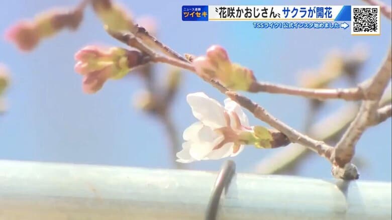 「ついに咲いた！」 広島市植物公園で38年ぶり“サクラ開花促成”見ごろへ　花咲かおじさん「ほっとした気持ちと悔しさ半々」｜FNNプライムオンライン