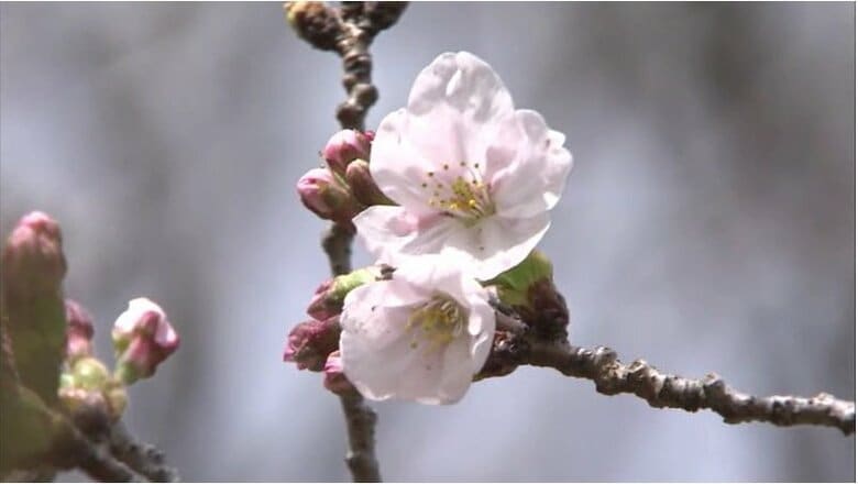 「さくら開花予想」発表　岡山・香川と中四国各県は？　気象情報会社のウェザーマップ発表｜FNNプライムオンライン