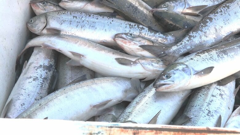 【サケとサンマで明暗】北海道の『秋サケ』水揚げ量561万5834匹と平成以降で”過去最低”を更新＿昨シーズンから約6割も減少＿一方で『サンマ』は豊漁に｜FNNプライムオンライン