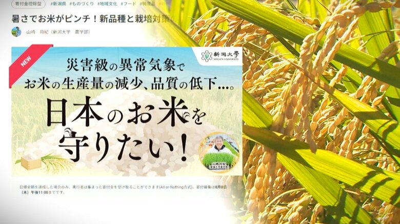 “日本のコメ”守る！異常気象に負けない新品種開発目指すも…研究費不足で支援呼びかけ｜FNNプライムオンライン