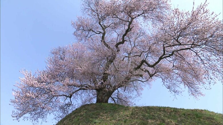三春町・平堂壇の桜　のどかな景色のなかに佇む一本桜《ふくしま桜紀行2025》｜FNNプライムオンライン