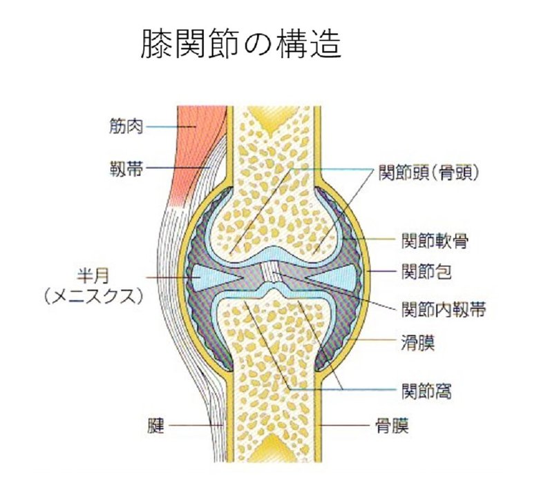 関節の構造(提供:平泉裕)