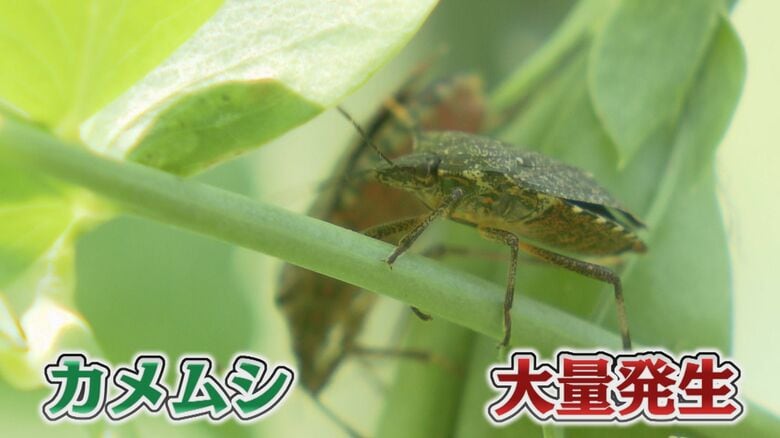 全国で異常発生しているカメムシ
