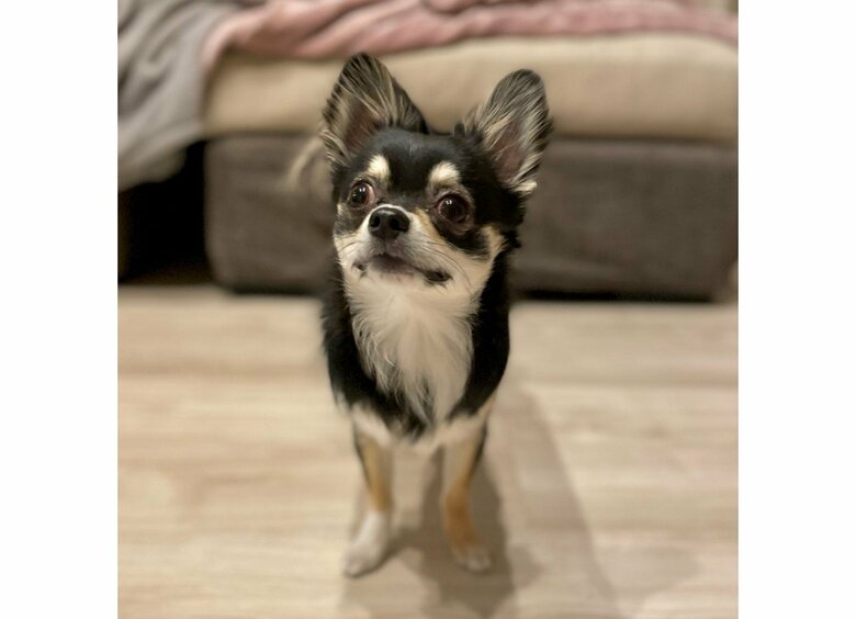 ごまじろーくん（提供：チワワのごまじろーさん）