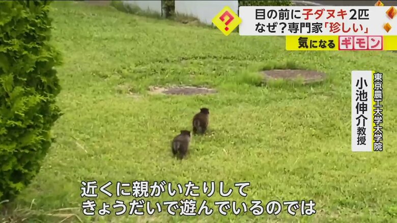 先頭を行く子ダヌキの後を追うように、もう1匹の子ダヌキが走っている