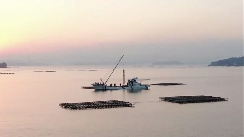 瀬戸内海に浮かぶカキいかだと水揚げの様子