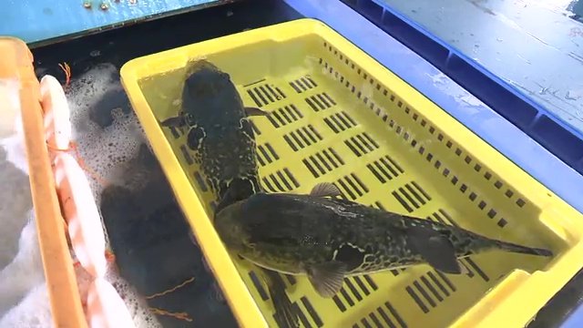 海水温の上昇や生息域の北上などが増加の要因か