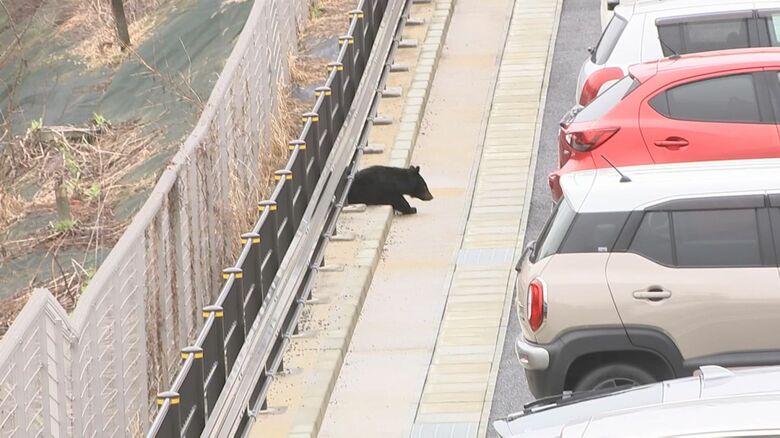 県営アパートの敷地内に侵入するクマ