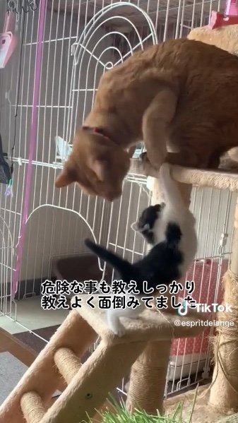 提供：エンとちぃさん