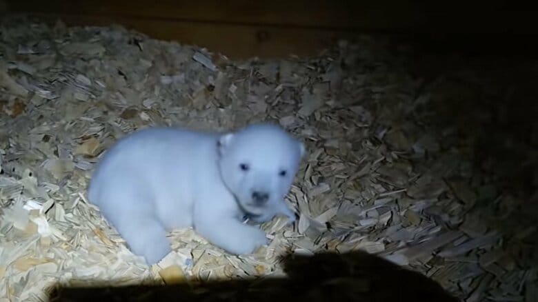 生後まもない頃（旭川市旭山動物園公式YouTubeより）