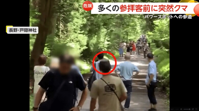 戸隠神社の参道に2頭のクマが現れた瞬間（8月11日、長野市）（3）