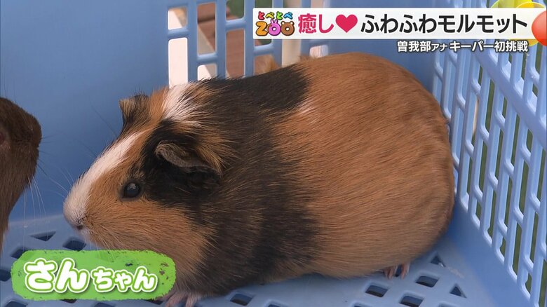 モルモットのさんちゃん