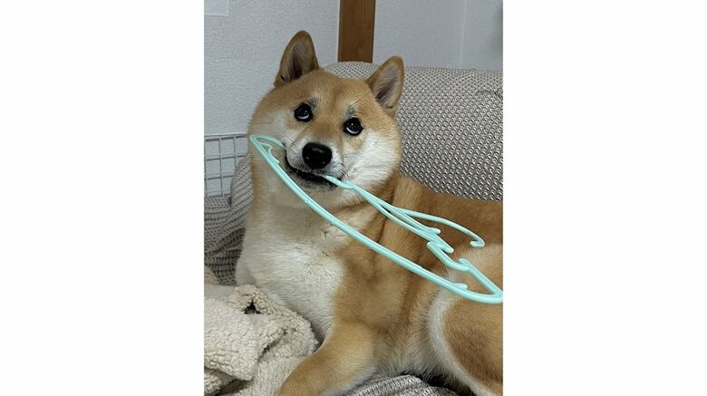 ハンガー？知りませんね